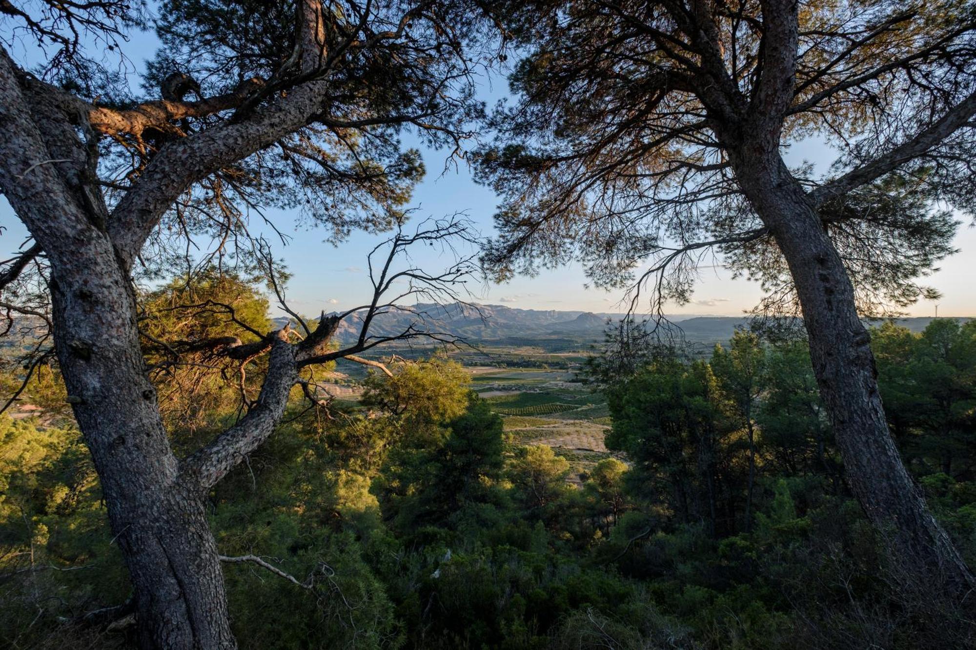 BateaEnoturismo Celler Pinolアパートメント エクステリア 写真